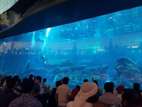 迪拜购物中心水族馆-迪拜购物中心水族馆在哪里