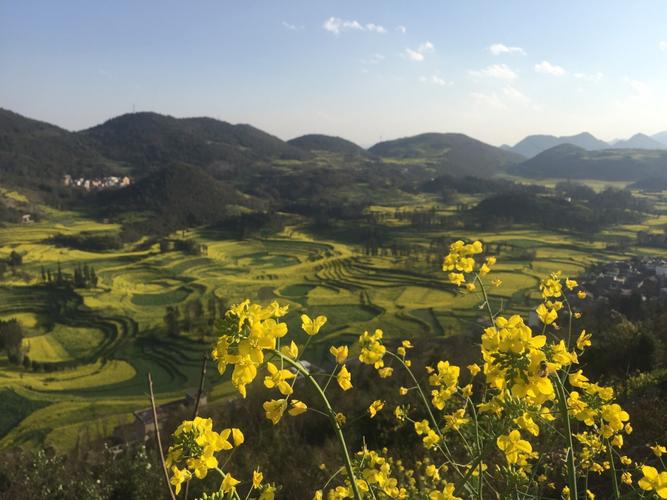 罗平油菜花旅游攻略_罗平油菜花景点路线